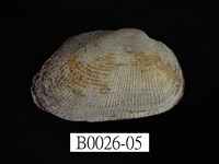 藏品(鬍魁蛤(布紋蚶))的圖片